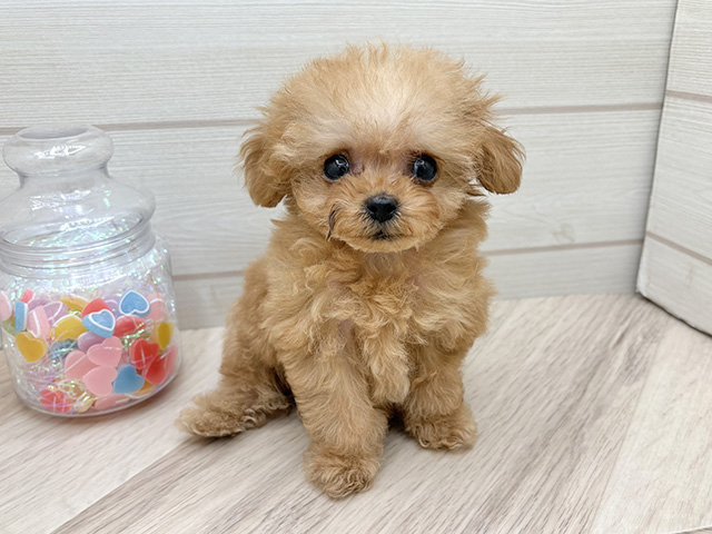東京都のトイプードル(ティーカップ) (ペッツファースト渋谷店/2025年10月8日生まれ/男の子/アプリコット)の子犬の1枚目の画像