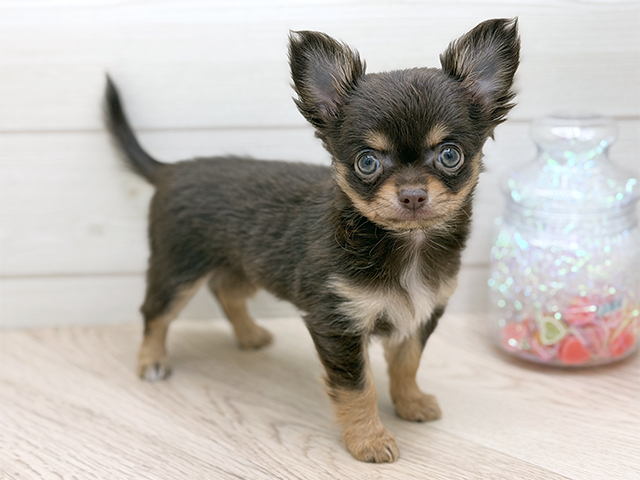 東京都のチワワ(ロング) (ペッツファースト渋谷店/2025年10月14日生まれ/女の子/チョコレートタン)の子犬の1枚目の画像