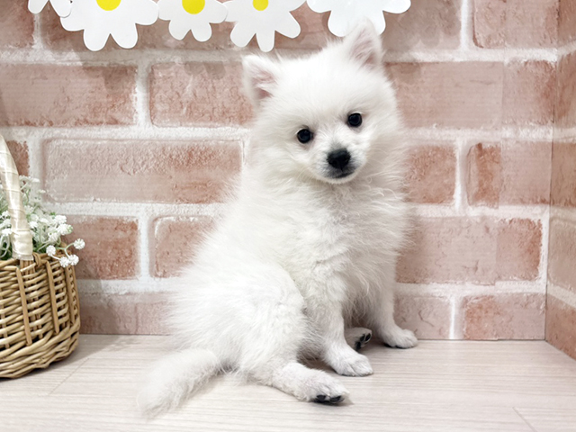 埼玉県の日本スピッツ (ペッツファースト入間店/2025年10月15日生まれ/女の子/ホワイト)の子犬の1枚目の画像