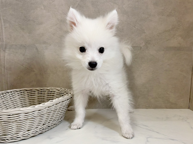 愛知県の日本スピッツ (ペッツファースト一宮店/2025年10月15日生まれ/女の子/ホワイト)の子犬の1枚目の画像