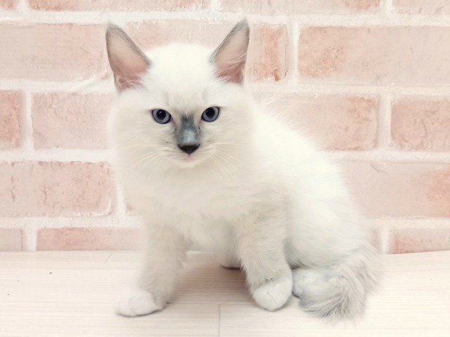 埼玉県のラグドール (ペッツファースト春日部店/2025年10月10日生まれ/男の子/ブルーポイントミテッド)の子猫