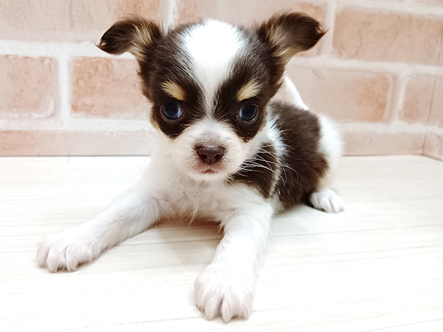 埼玉県のチワックス(チワワ×ダックス) (ペッツファースト春日部店/2025年10月16日生まれ/男の子/チョコレートタンホワイト)の子犬の1枚目の画像