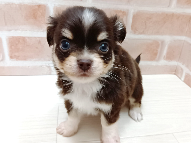 埼玉県のチワックス(チワワ×ダックス) (ペッツファースト春日部店/2025年10月16日生まれ/男の子/チョコレートタン)の子犬の1枚目の画像