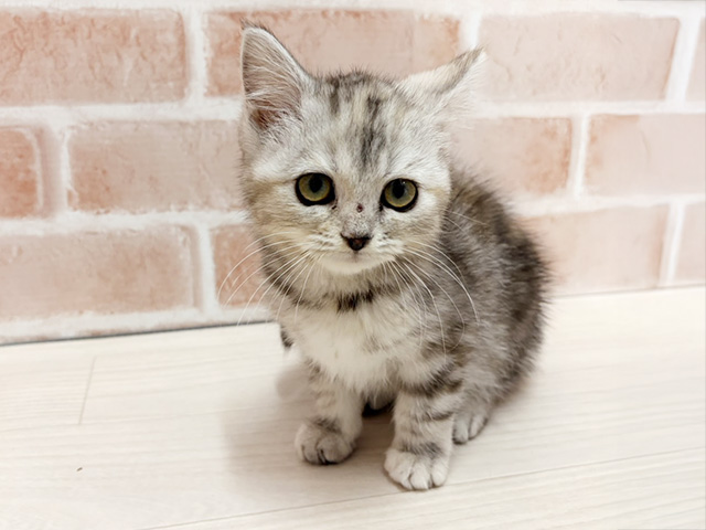 愛知県のマンチカン (ペッツファースト一宮店/2025年9月12日生まれ/女の子/シルバーパッチドタビー)の子猫の1枚目の画像