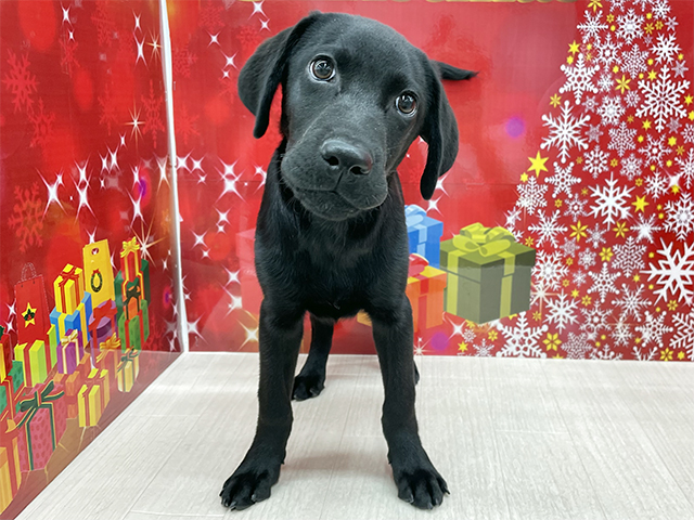 東京都のラブラドールレトリーバー (ペッツファースト八王子多摩美大前店/2025年8月5日生まれ/男の子/ブラック)の子犬の1枚目の画像