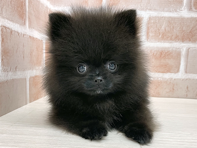 東京都のポメラニアン (ペッツファースト八王子多摩美大前店/2025年9月29日生まれ/女の子/ブラック)の子犬の1枚目の画像
