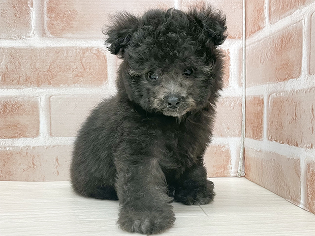 東京都のトイプードル(トイ) (ペッツファースト八王子多摩美大前店/2025年10月7日生まれ/男の子/シルバー)の子犬の1枚目の画像