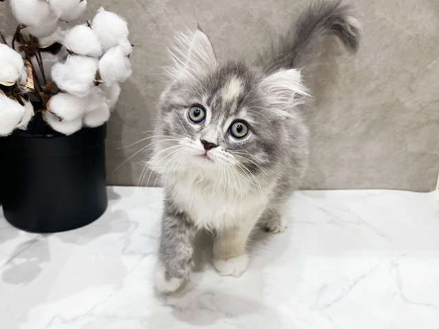 愛知県のサイベリアン (ペッツファースト名古屋栄店/2025年10月15日生まれ/女の子/ダイリュートキャリコ)の子猫の1枚目の画像
