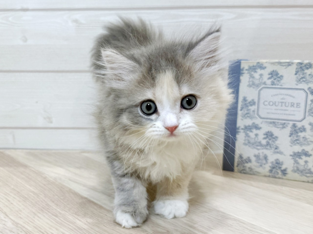 愛知県のサイベリアン (ペッツファースト岡崎店/2025年10月15日生まれ/女の子/ダイリュートキャリコ)の子猫の1枚目の画像
