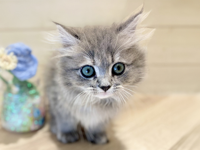 大阪府のサイベリアン (ペッツファーストららぽーと門真店/2025年10月16日生まれ/女の子/ブルーパッチドタビー)の子猫の1枚目の画像