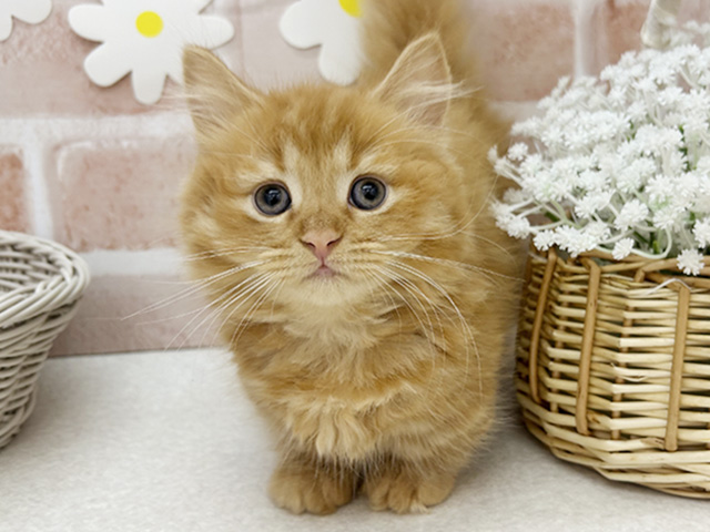 東京都のマンチカン (ペッツファーストお台場店/2025年10月16日生まれ/女の子/レッドタビー)の子猫の1枚目の画像