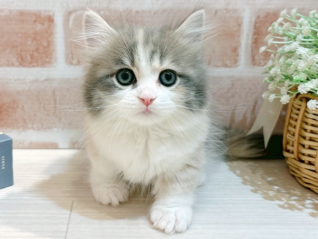 東京都のマンチカン (ペッツファースト自由が丘店/2025年10月16日生まれ/女の子/ダイリュートキャリコ)の子猫の1枚目の画像
