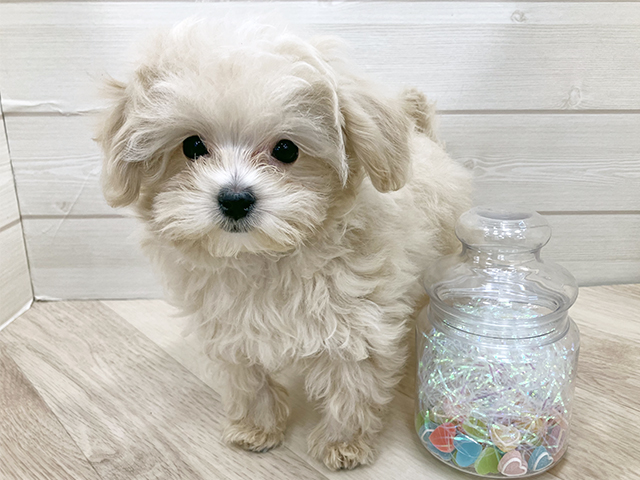 埼玉県のマルプー(マルチーズ×プードル) (ペッツファーストふじみ野店/2025年10月16日生まれ/男の子/クリーム)の子犬の1枚目の画像