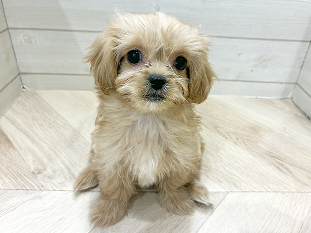 埼玉県のペキプー(ペキニーズ×プードル) (ペッツファーストカインズ浦和美園店/2025年10月13日生まれ/男の子/クリーム)の子犬
