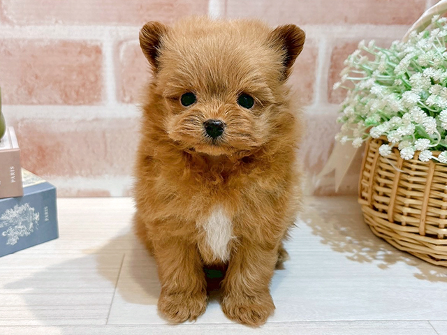 東京都のポメプー(ポメラニアン×プードル) (ペッツファースト自由が丘店/2025年10月15日生まれ/男の子/レッド)の子犬の1枚目の画像