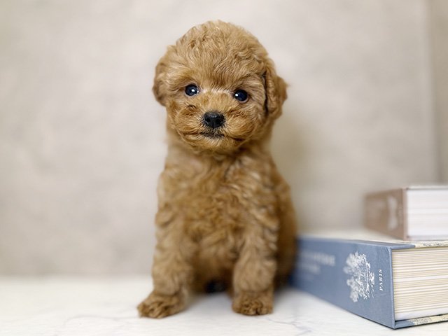 大阪府のトイプードル(タイニー) (ペッツファースト心斎橋本店/2025年10月14日生まれ/男の子/レッド)の子犬の1枚目の画像