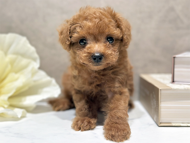 東京都のトイプードル(タイニー) (ペッツファースト代官山店/2025年10月14日生まれ/男の子/レッド)の子犬の1枚目の画像