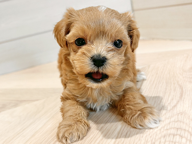 東京都のマルプー(マルチーズ×プードル) (ペッツファースト豊洲店/2025年10月15日生まれ/女の子/アプリコット)の子犬の1枚目の画像
