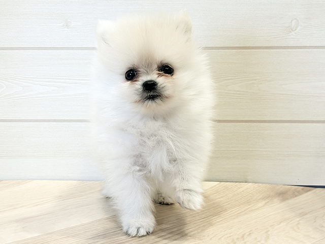神奈川県のポメラニアン (ペッツファースト川崎店/2025年10月12日生まれ/女の子/ホワイト)の子犬の1枚目の画像