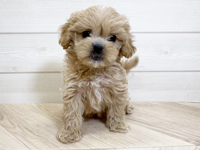 千葉県のペキプー(ペキニーズ×プードル) (ペッツファースト市川コルトンプラザ店/2025年10月13日生まれ/男の子/アプリコット)の子犬