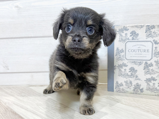 愛知県のチワックス(チワワ×ダックス) (ペッツファースト岡崎店/2025年10月5日生まれ/女の子/ブルータン)の子犬の1枚目の画像