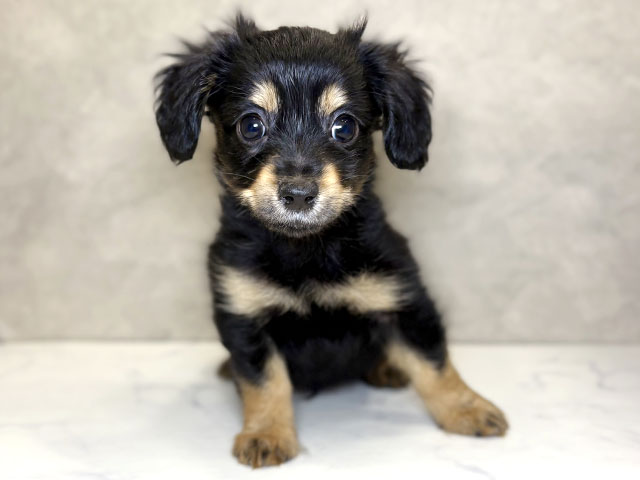 埼玉県のチワックス(チワワ×ダックス) (ペッツファーストPETEMOレイクタウンmori店/2025年10月5日生まれ/男の子/ブラックタン)の子犬の1枚目の画像