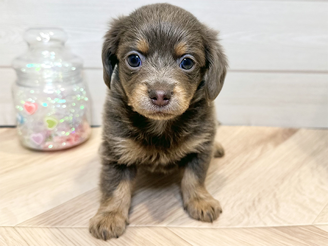 神奈川県のチワックス(チワワ×ダックス) (ペッツファースト川崎店/2025年10月5日生まれ/女の子/イザベラタン)の子犬の1枚目の画像