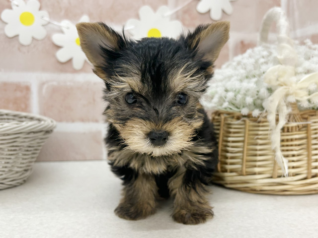 東京都のヨークシャーテリア (ペッツファーストお台場店/2025年10月14日生まれ/男の子/スチールブルータン)の子犬の1枚目の画像