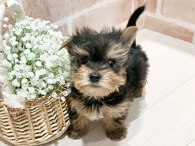 ヨークシャーテリア