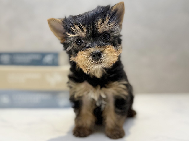 埼玉県のヨークシャーテリア (ペッツファースト川口店/2025年10月14日生まれ/女の子/スチールブルータン)の子犬の1枚目の画像