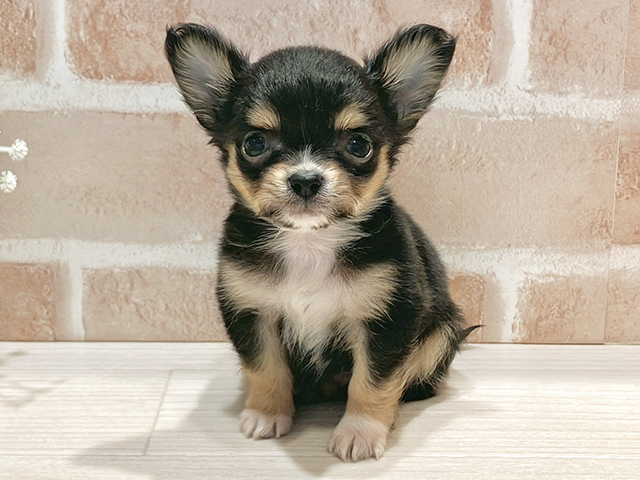 神奈川県のチワワ(ロング) (ペッツファースト横浜元町店/2025年10月16日生まれ/男の子/ブラックタンホワイト)の子犬の1枚目の画像