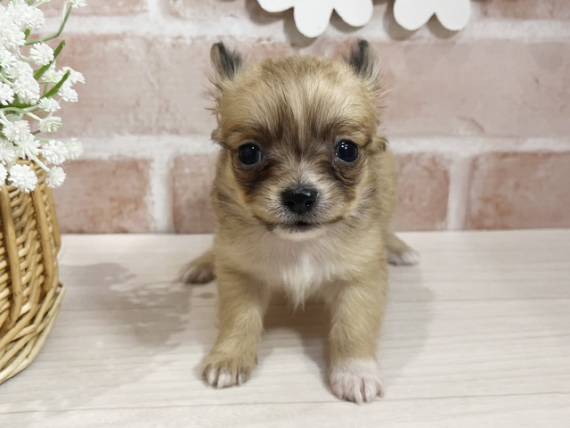 静岡県のチワワ(ロング) (ペッツファースト富士南店/2025年10月16日生まれ/女の子/フォーン)の子犬の1枚目の画像