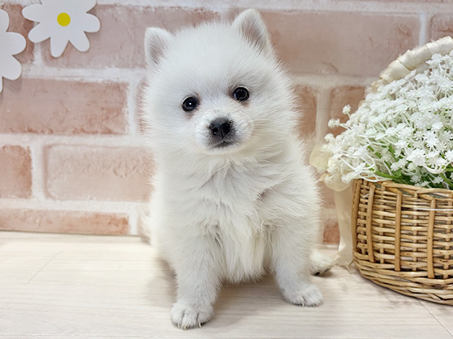 福岡県のポメ柴/豆ポメ/ポメ豆柴(ポメラニアン×柴犬) (ペッツファースト筑紫野店/2025年10月16日生まれ/男の子/ホワイト)の子犬の1枚目の画像