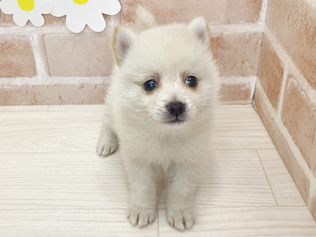 鹿児島県のポメ柴/豆ポメ/ポメ豆柴(ポメラニアン×柴犬) (ペッツファースト鹿児島店/2025年10月16日生まれ/女の子/クリーム)の子犬の1枚目の画像