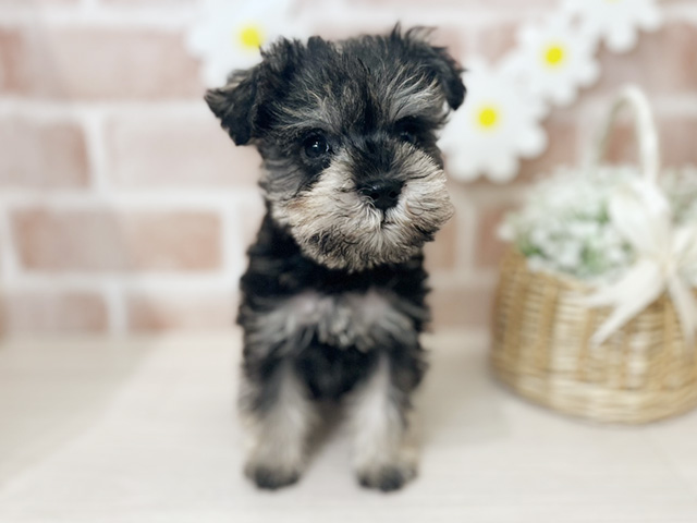 埼玉県のミニチュアシュナウザー (ペッツファースト入間店/2025年10月16日生まれ/男の子/ソルトペッパー)の子犬の1枚目の画像