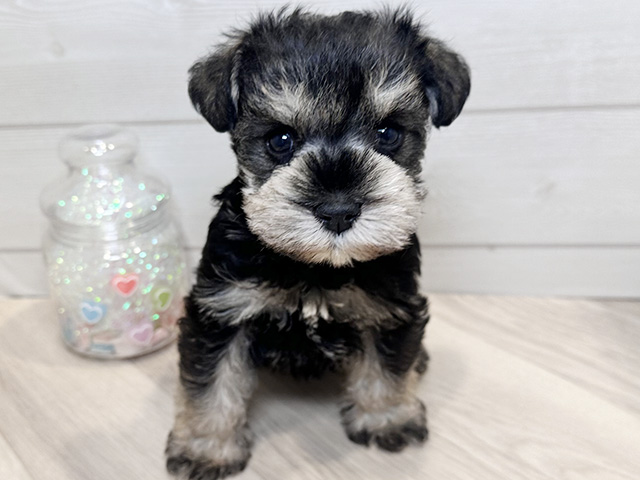 ミニチュアシュナウザー