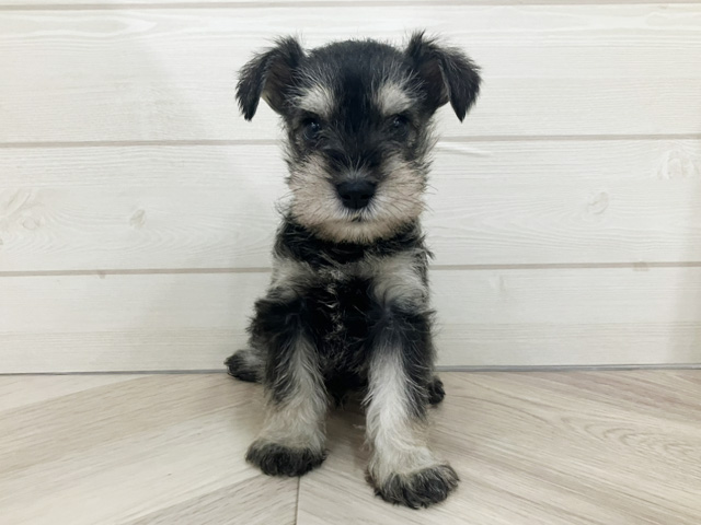 埼玉県のミニチュアシュナウザー (ペッツファースト上尾店/2025年10月16日生まれ/女の子/ソルトペッパー)の子犬の1枚目の画像