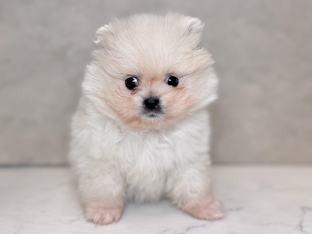 埼玉県のペキポメ/ポメペキ(ペキニーズ×ポメラニアン) (ペッツファーストPETEMOレイクタウンmori店/2025年10月16日生まれ/女の子/クリーム)の子犬の1枚目の画像