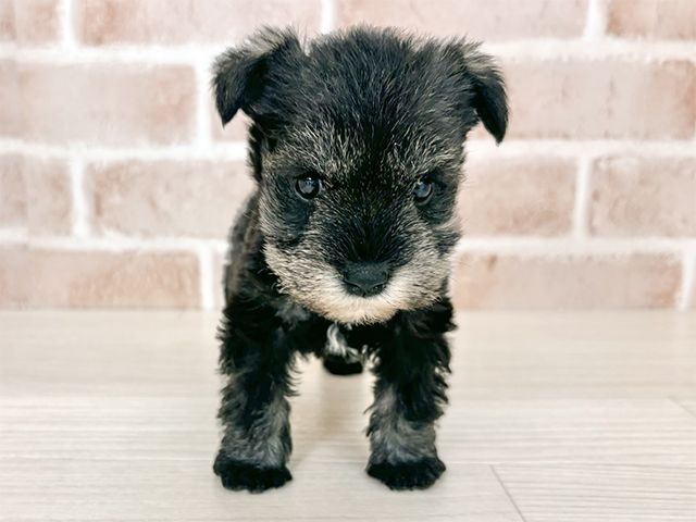 埼玉県のミニチュアシュナウザー (ペッツファーストさいたま新都心店/2025年10月16日生まれ/女の子/ソルトペッパー)の子犬の1枚目の画像