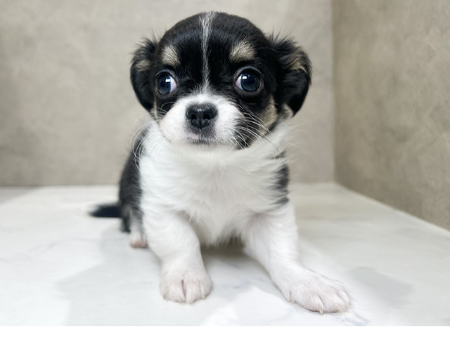 秋田県のチワワ(ロング) (ペッツファースト秋田店/2025年10月14日生まれ/男の子/ブラックタンホワイト)の子犬