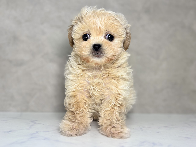 大阪府のペキプー(ペキニーズ×プードル) (ペッツファースト東大阪店/2025年10月16日生まれ/女の子/クリーム)の子犬
