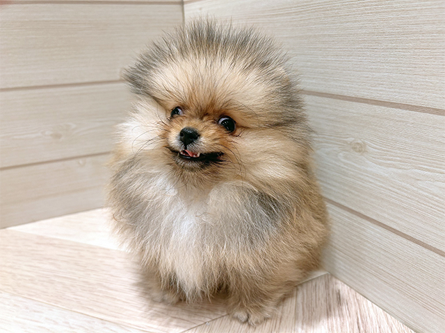 東京都のポメラニアン (ペッツファースト豊洲店/2025年10月16日生まれ/男の子/ウルフセーブル)の子犬の1枚目の画像
