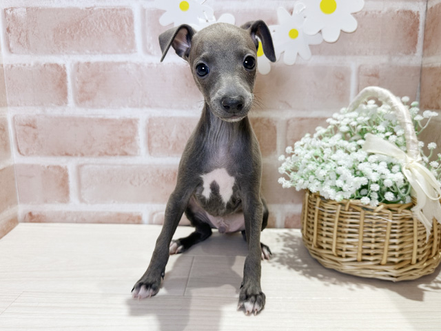 岡山県のイタリアングレーハウンド (ペッツファースト倉敷店/2025年10月16日生まれ/男の子/グレー)の子犬の1枚目の画像