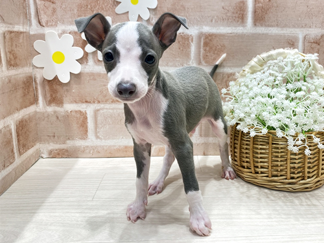 福岡県のイタリアングレーハウンド (ペッツファースト筑紫野店/2025年10月16日生まれ/男の子/ブルーホワイト)の子犬の1枚目の画像