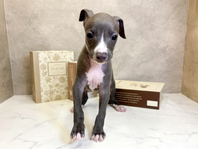 奈良県のイタリアングレーハウンド (ペッツファースト橿原店/2025年10月16日生まれ/男の子/ブルーホワイト)の子犬の1枚目の画像