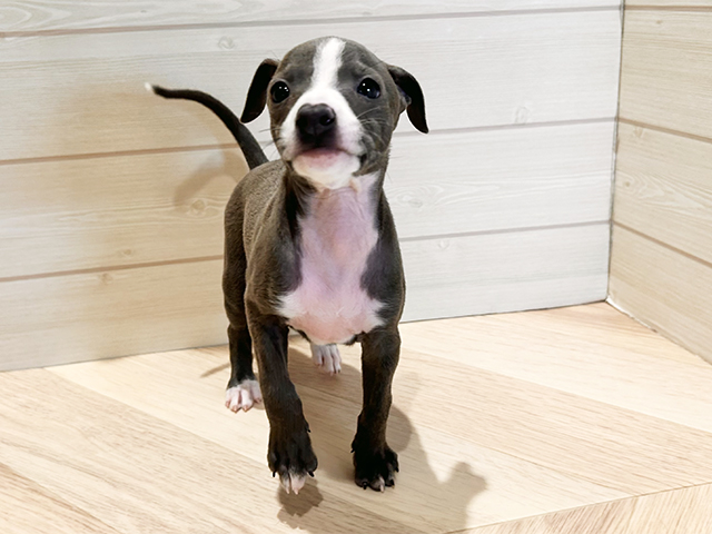 イタリアングレーハウンド