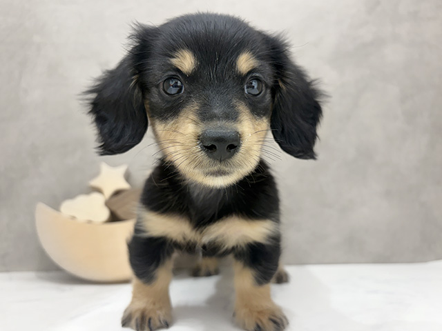 京都府のミニチュアダックスフンド(ロング) (ペッツファースト京都四条河原町店/2025年10月16日生まれ/女の子/ブラックタン)の子犬