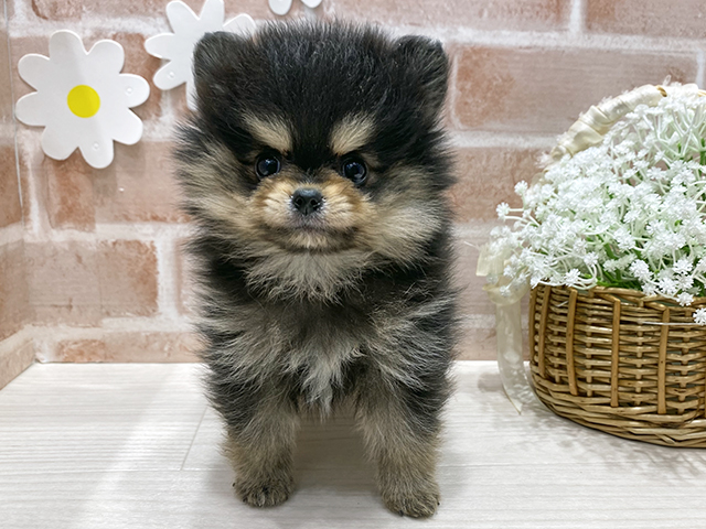福岡県のポメラニアン (ペッツファースト筑紫野店/2025年10月15日生まれ/女の子/ブラックタンホワイト)の子犬の1枚目の画像