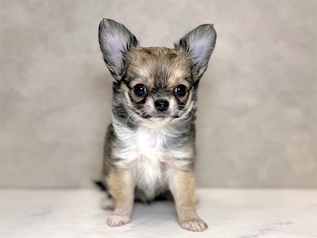 埼玉県のチワワ(ロング) (ペッツファーストPETEMOレイクタウンmori店/2025年10月16日生まれ/女の子/フォーンセーブルホワイト)の子犬の1枚目の画像