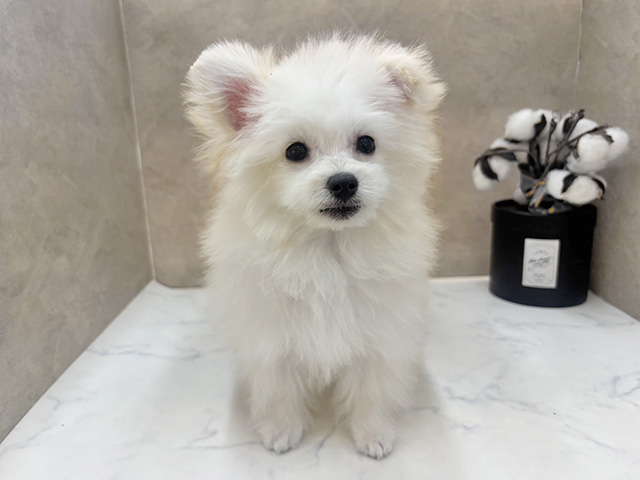 広島県のポメプー(ポメラニアン×プードル) (ペッツファースト宇品店/2025年10月15日生まれ/女の子/クリーム)の子犬